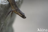 Kleine watersalamander (Triturus vulgaris)