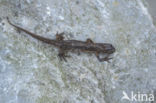 Kleine watersalamander (Triturus vulgaris)