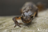 Smooth Newt (Triturus vulgaris)