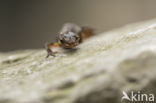 Kleine watersalamander (Triturus vulgaris)