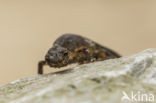 Kleine watersalamander (Triturus vulgaris)