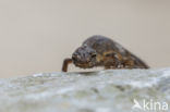 Kleine watersalamander (Triturus vulgaris)