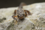 Kleine watersalamander (Triturus vulgaris)