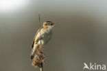 Sedge Warbler (Acrocephalus schoenobaenus)