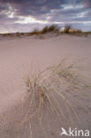 Marram (Ammophila arenaria)