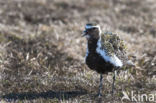 Goudplevier (Pluvialis apricaria)