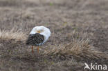 Ruff (Philomachus pugnax)