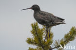 Spotted Redshank (Tringa erythropus)