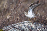 Temminck s Stint (Calidris temminckii)