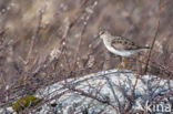 Temmincks Strandloper (Calidris temminckii)