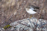 Temmincks Strandloper (Calidris temminckii)