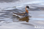 Red-necked Phalarope (Phalaropus lobatus)