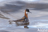 Red-necked Phalarope (Phalaropus lobatus)