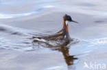 Red-necked Phalarope (Phalaropus lobatus)