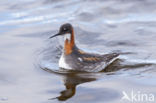 Red-necked Phalarope (Phalaropus lobatus)