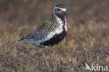 Goudplevier (Pluvialis apricaria)