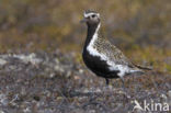 Goudplevier (Pluvialis apricaria)