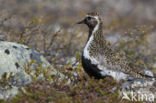 Goudplevier (Pluvialis apricaria)