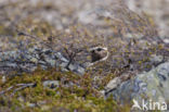 Golden Plover (Pluvialis apricaria)