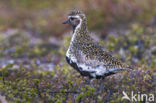 Goudplevier (Pluvialis apricaria)