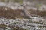 Whimbrel (Numenius phaeopus)