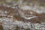 Whimbrel (Numenius phaeopus)