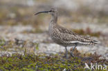 Whimbrel (Numenius phaeopus)