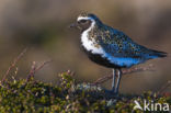 Goudplevier (Pluvialis apricaria)