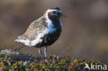 Goudplevier (Pluvialis apricaria)