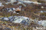 Eurasian Dotterel (Eudromias morinellus)