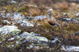 Eurasian Dotterel (Eudromias morinellus)