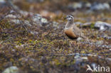 Morinelplevier (Eudromias morinellus)