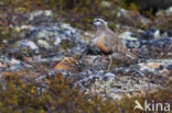 Eurasian Dotterel (Eudromias morinellus)