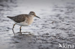 Wood Sandpiper (Tringa glareola)