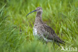 Eurasian Curlew (Numenius arquata)