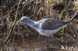 Groenpootruiter (Tringa nebularia)