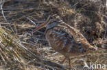 Eurasian Woodcock (Scolopax rusticola)