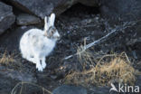 Sneeuwhaas (Lepus timidus)