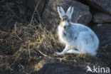 Sneeuwhaas (Lepus timidus)