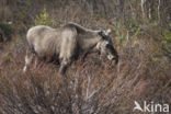 Elk (Alces alces)