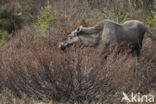 Elk (Alces alces)