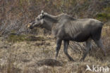 Elk (Alces alces)