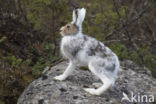 Mountain Hare (Lepus timidus)