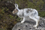 Sneeuwhaas (Lepus timidus)