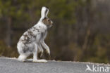 Sneeuwhaas (Lepus timidus)