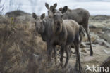 Elk (Alces alces)