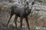 Elk (Alces alces)