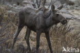 Elk (Alces alces)