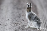 Mountain Hare (Lepus timidus)