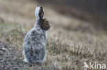 Sneeuwhaas (Lepus timidus)